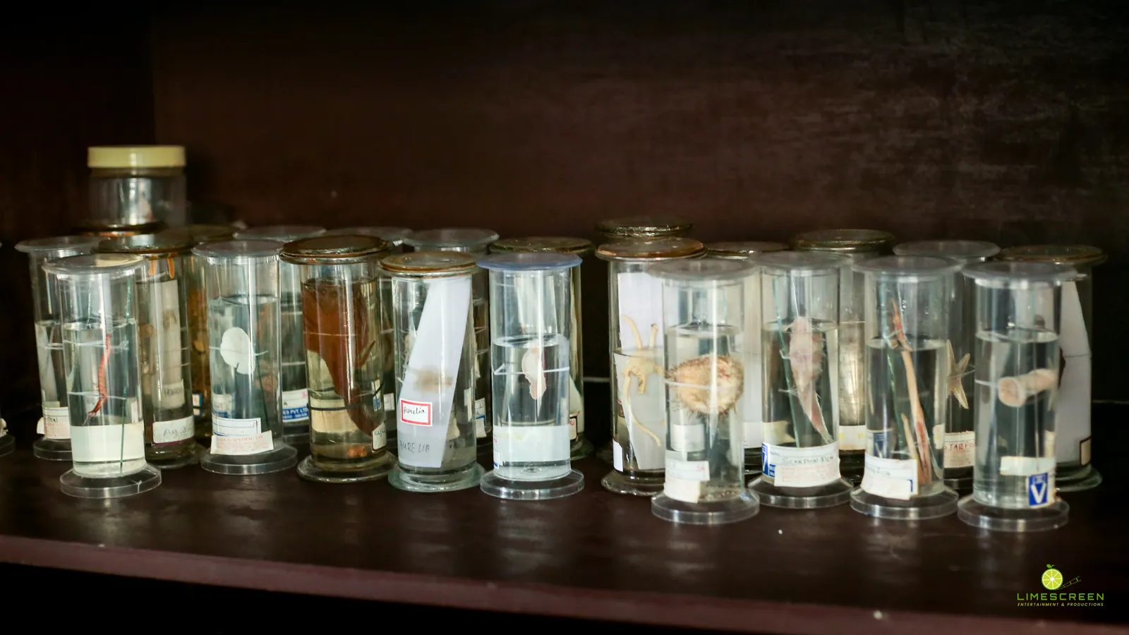 Preserved biology specimens in the laboratory